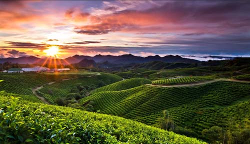 layanan-menara-rental-sejati-kebun-teh-malino